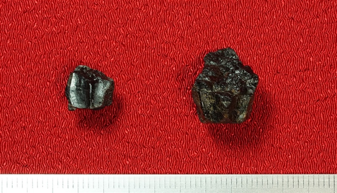 7200万年前の恐竜の歯 化石2点を発見 天草市の御所浦白亜紀資料館