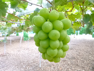 ぶどうの紹介 日植ファームNISSHOKU FARM 備中高原北房農場