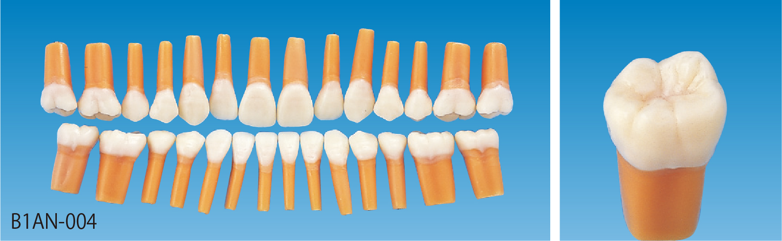 解剖学的模型歯 [B1AN-004]｜株式会社ニッシン｜歯科模型・歯科材料の