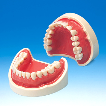 ニッシン 顎模型セット 歯科衛生士 歯石セット｜株式会社ニッシン