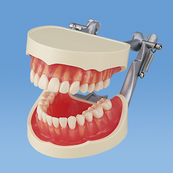 歯形彫刻学習用顎模型 [ANA3003-UL-JCP-D-28]｜株式会社ニッシン｜歯科