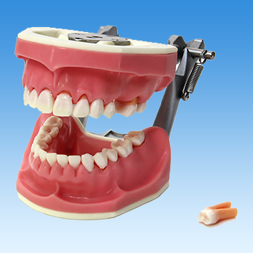 歯周外科領域｜株式会社ニッシン｜歯科模型・歯科材料のトップメーカー