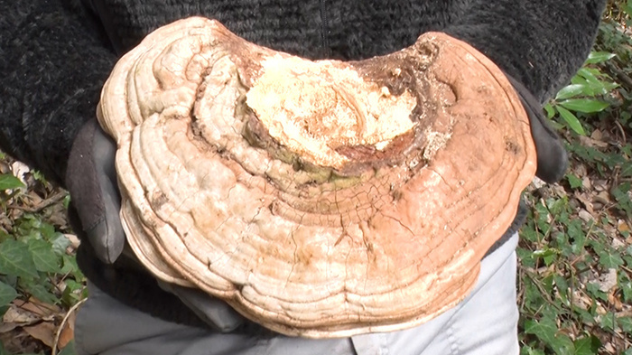 DASH島 ～サルノコシカケ茶をサルノコシカケの盃で～｜ザ！鉄腕！DASH