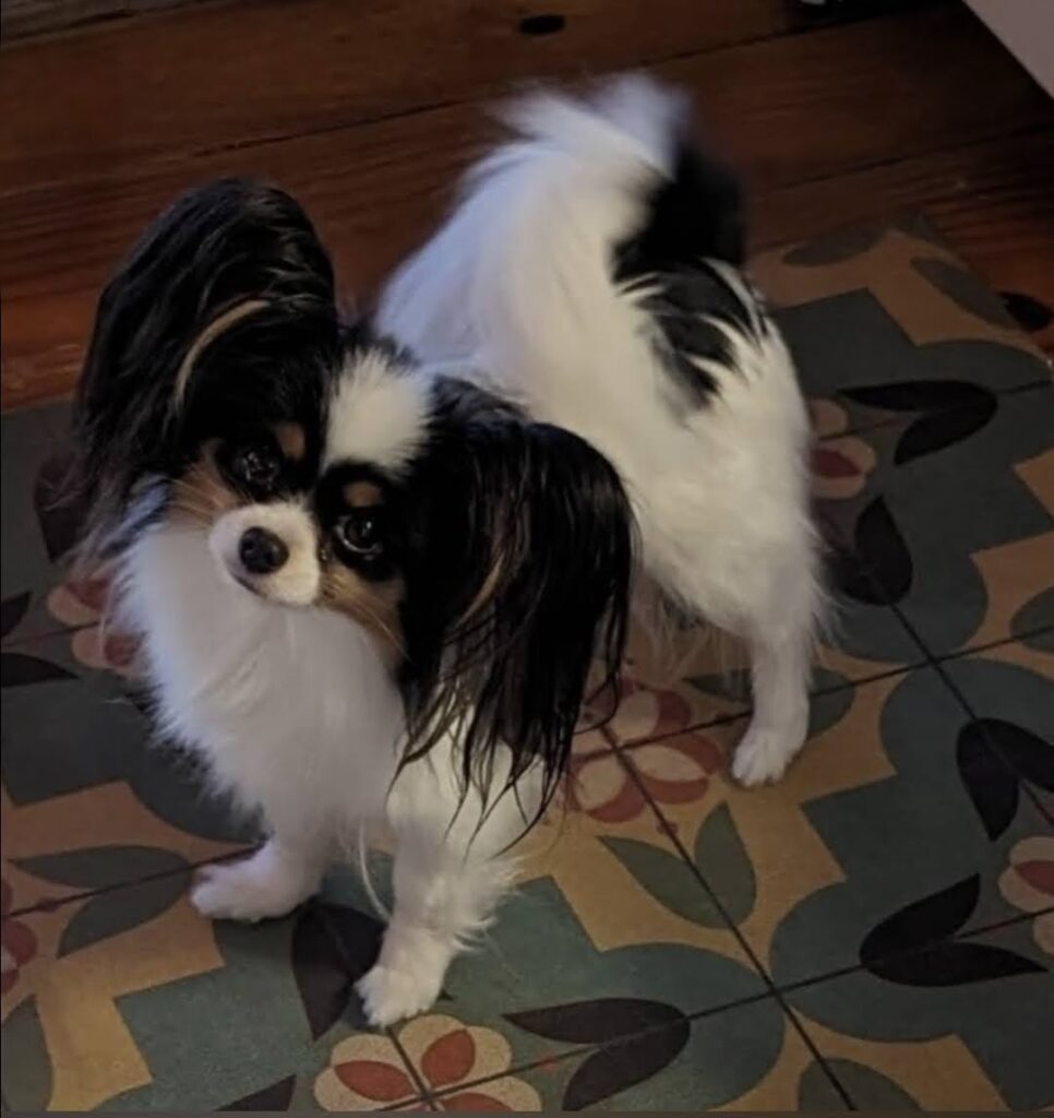 My Girls - Female Papillons - Southern Peach Papillons