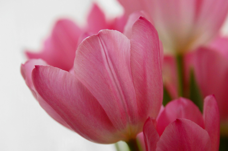 花をふんわりと撮る | デジタル一眼カメラ α（アルファ）で写真撮影を