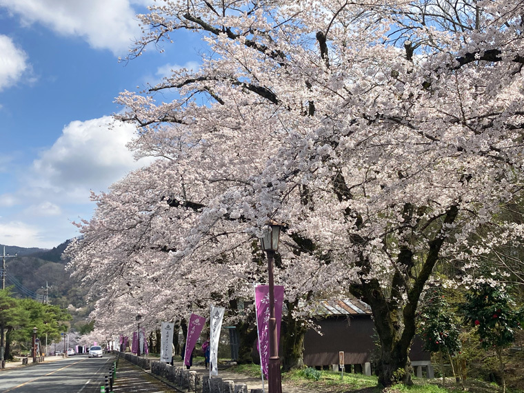 2023埼玉県北部の桜スポット♪ - 彩北なび！