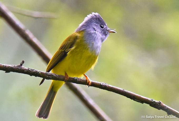 ヒマラヤの麓 ネパール・バードスペシャル｜西遊旅行の添乗員同行ツアー