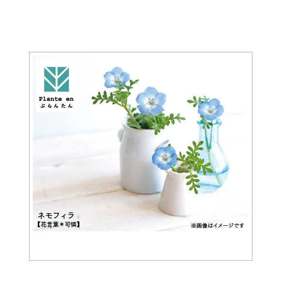 花を手入れする者 TK様おまとめ商品 138)《花を手入れする者/Bloom