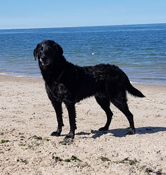 Anti-Struvite dry dog food -