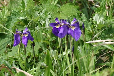 ヒオウギアヤメ、キリガミネヒオウギアヤメ、ナスヒオウギアヤメの比較