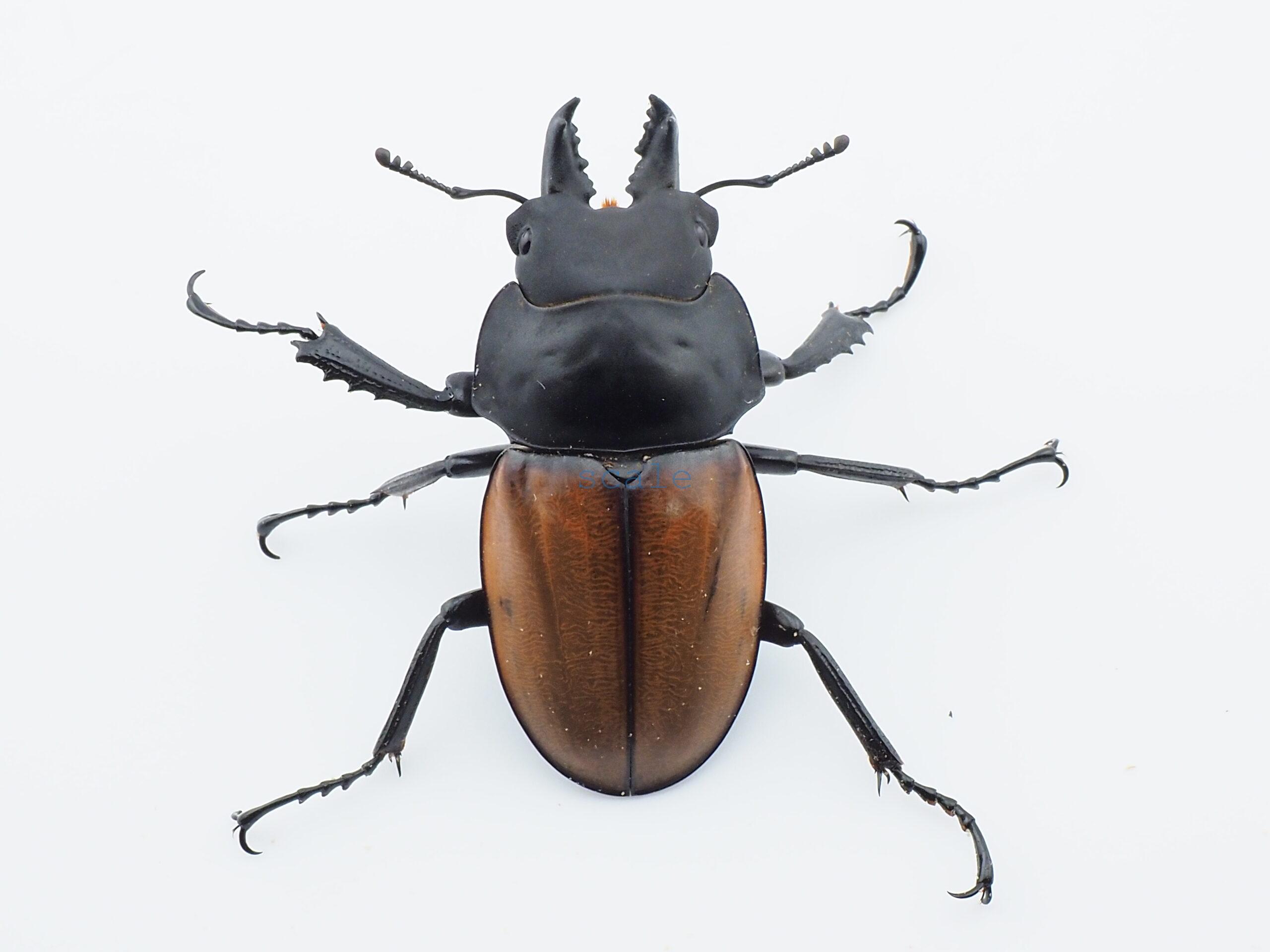 標本 二ティドゥスマルバネクワガタ 57㎜標本 二ティドゥス