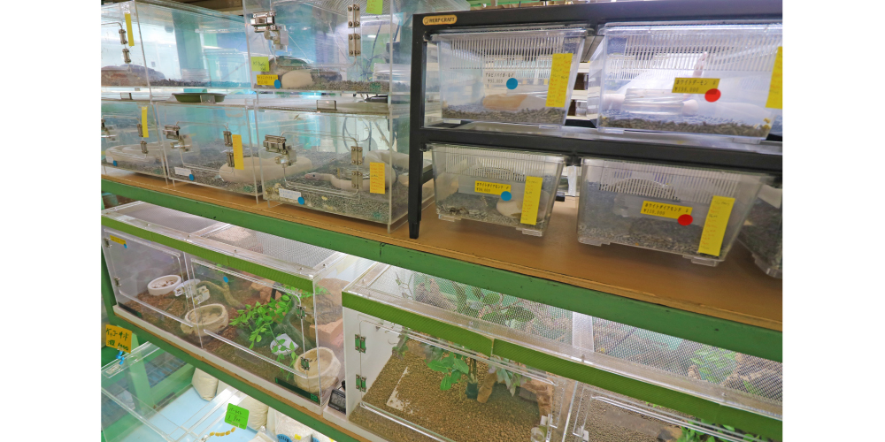 ゲージ 大型 特注 木製 ケージ リクガメ フトアゴヒゲトカゲ