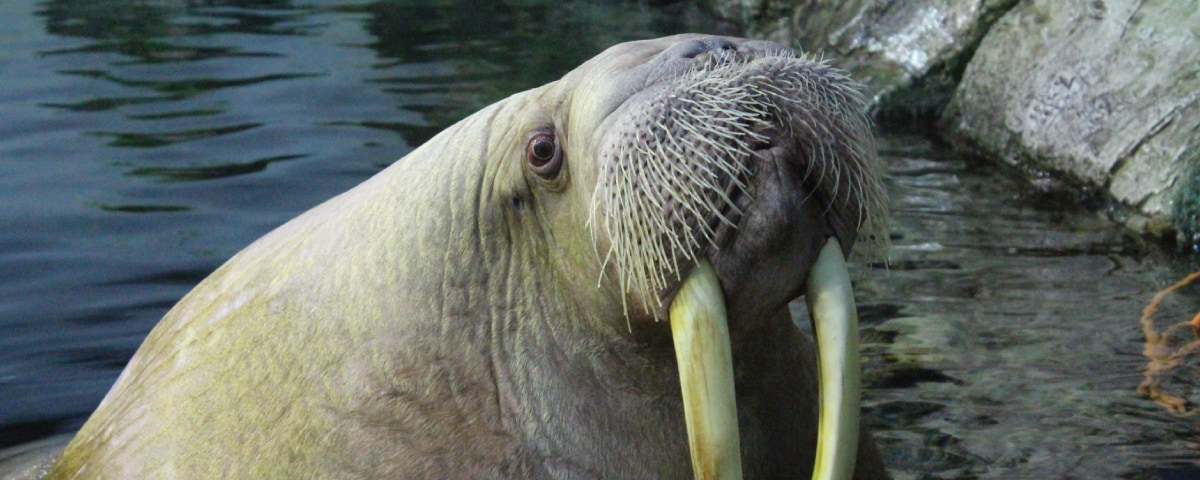 セイウチ｜横浜・八景島シーパラダイス - YOKOHAMA HAKKEIJIMA SEA