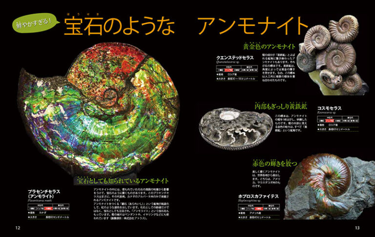 アンモナイトパイライト化石黄鉄鉱アンモライト恐竜爪歯牙三葉虫