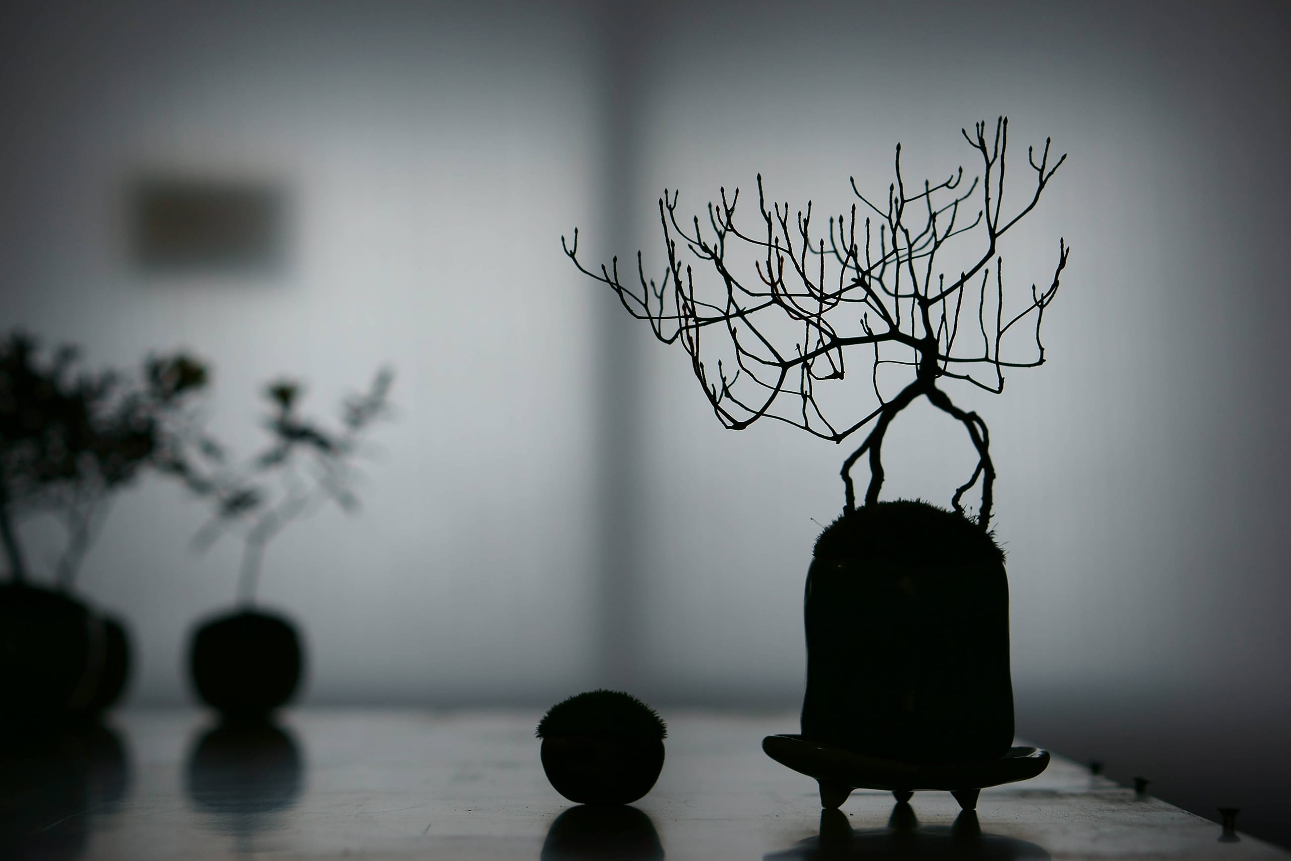 銀座蔦屋書店POPUP｜石木花｜SEKIBOKKA｜盆栽