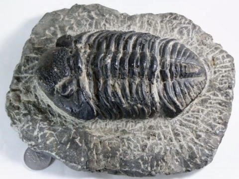 モロッコ産ファコプス三葉虫B - セルフクリエイション