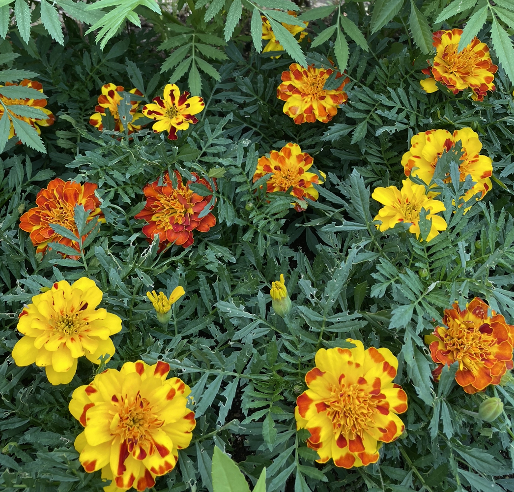 マリーゴールドの花壇を目指して種まき｜そだレポ（栽培レポート）by