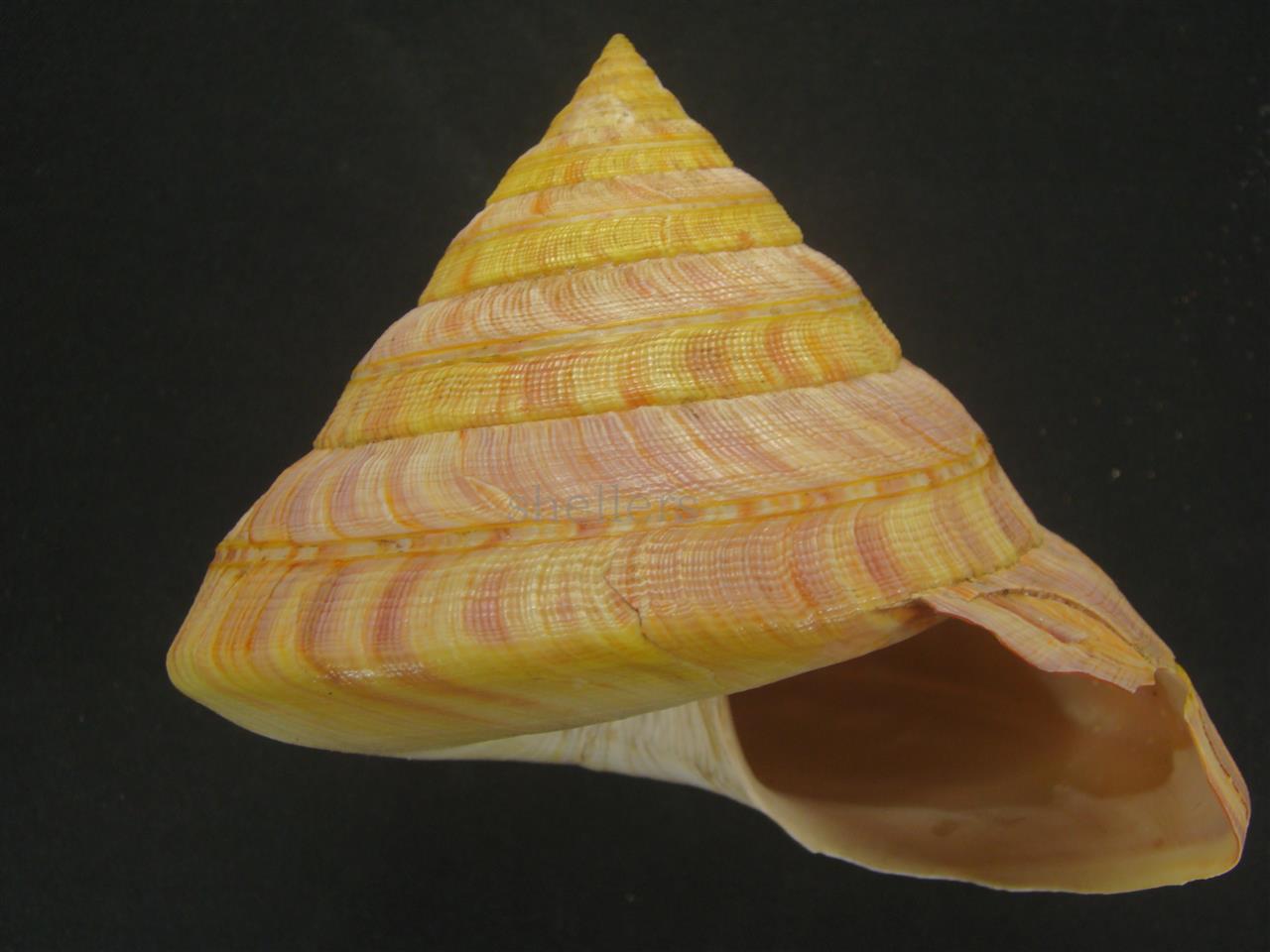 ケ*キ様 激レア 美品 東シナ海産 リュウグウオキナエビス ケ*キ様 激