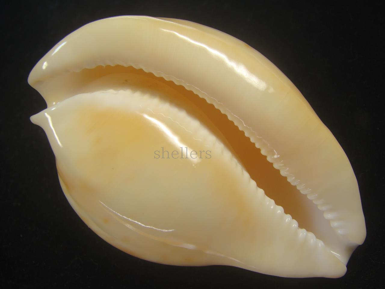 ウスアカネダカラ【貝殻・タカラガイ】