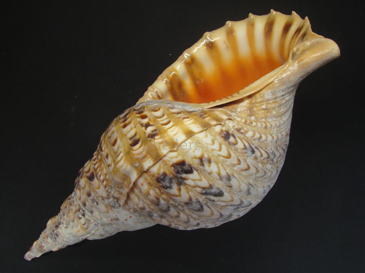 法螺貝 ④ 法螺貝③ 法螺貝3個セット 法螺貝③ 法螺貝 35cm ZX 30 / ZX