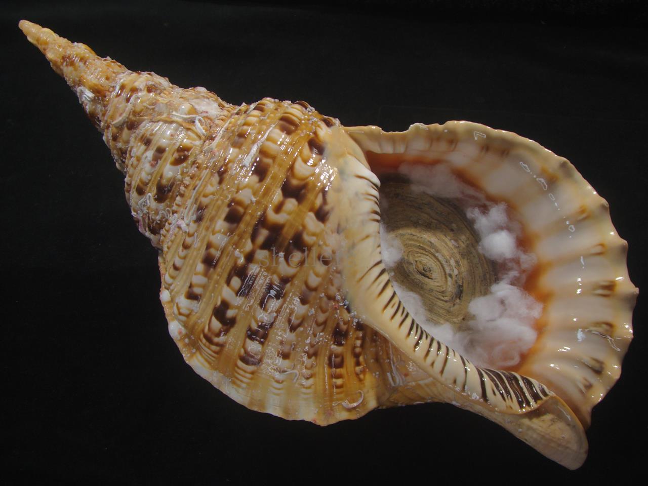 ホラ貝M（法螺貝） 貝殻 ホラガイ インテリア 約28〜30cm : 海洋工房