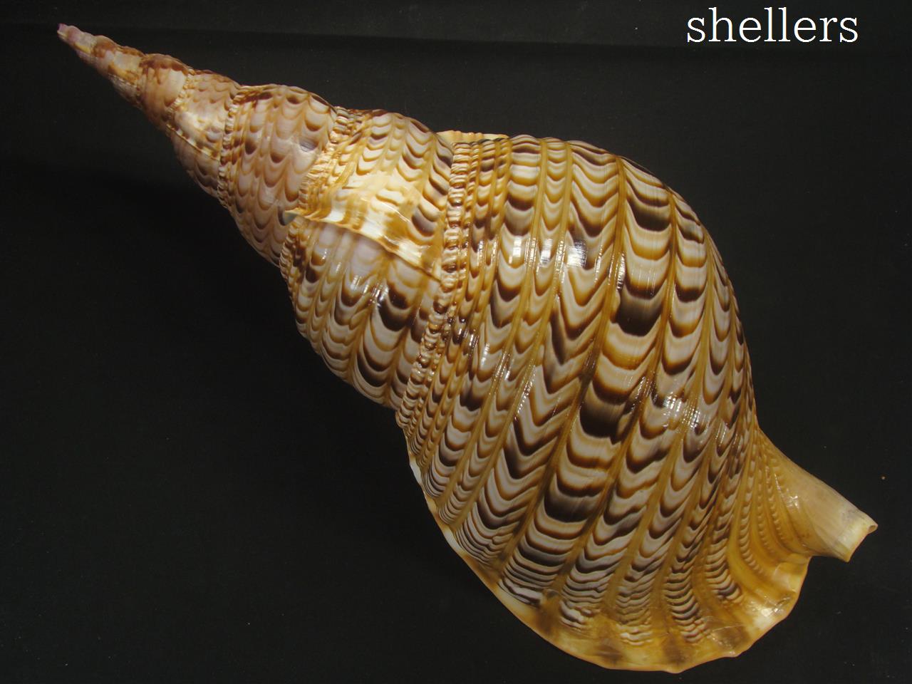 法螺貝 32cm 1038g 法螺貝 約565g 38cm - Kaiショップ