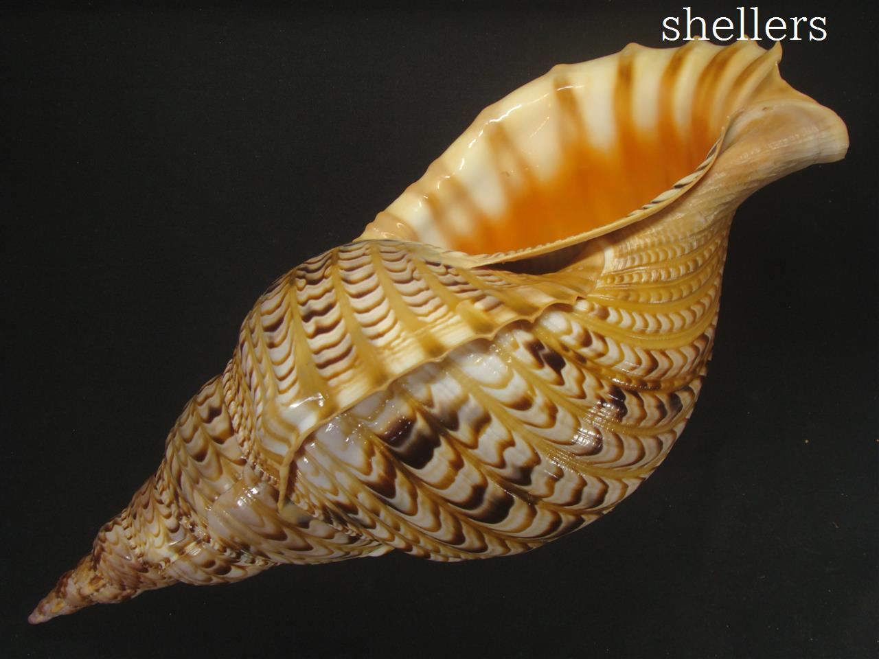 38cm トップ 法螺貝 特大 38cm 法螺貝 ほら貝 置物 インテリア 貝殻 貝がら