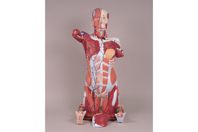 人体解剖模型 | 株式会社島津理化