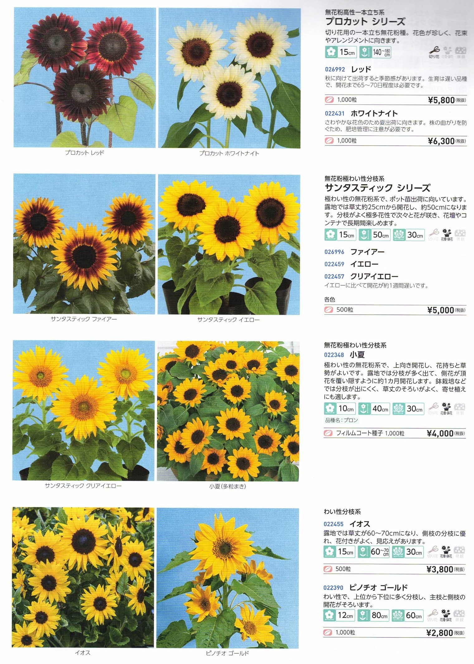 営利用ヒマワリ種子】 サカタのタネ プロカット/サンタスティック/小夏