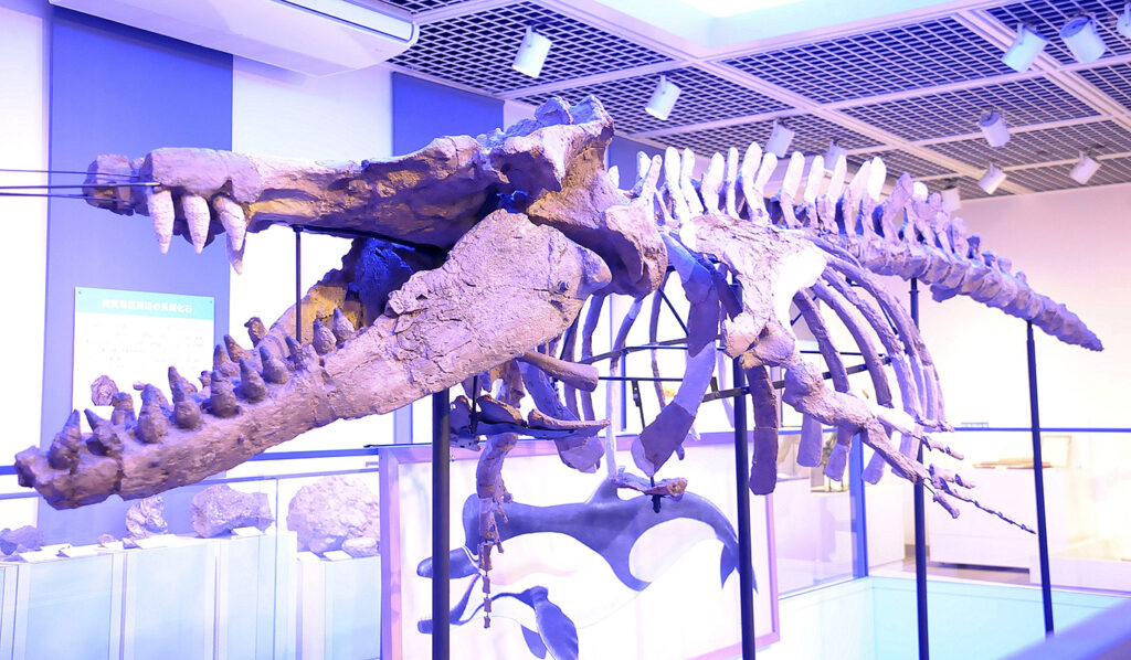 シガマッコウクジラの化石を3Dデータ化へ 化石館が作業公開に合わせ