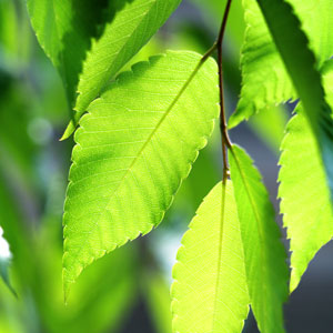 欅（ケヤキ、けやき）