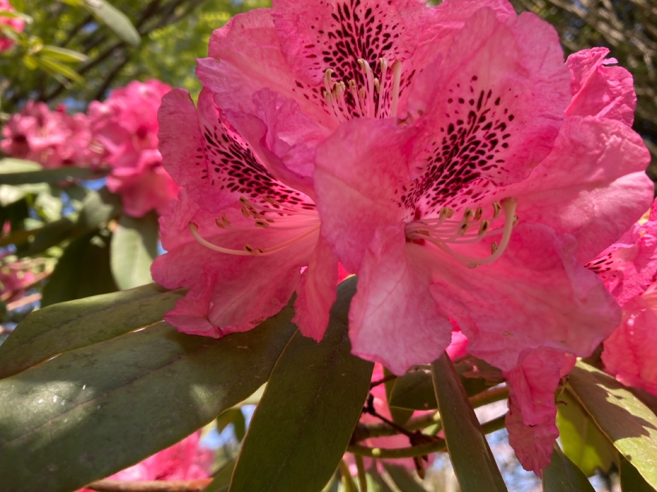 開花情報（4月6日） – 国営昭和記念公園公式ホームページ