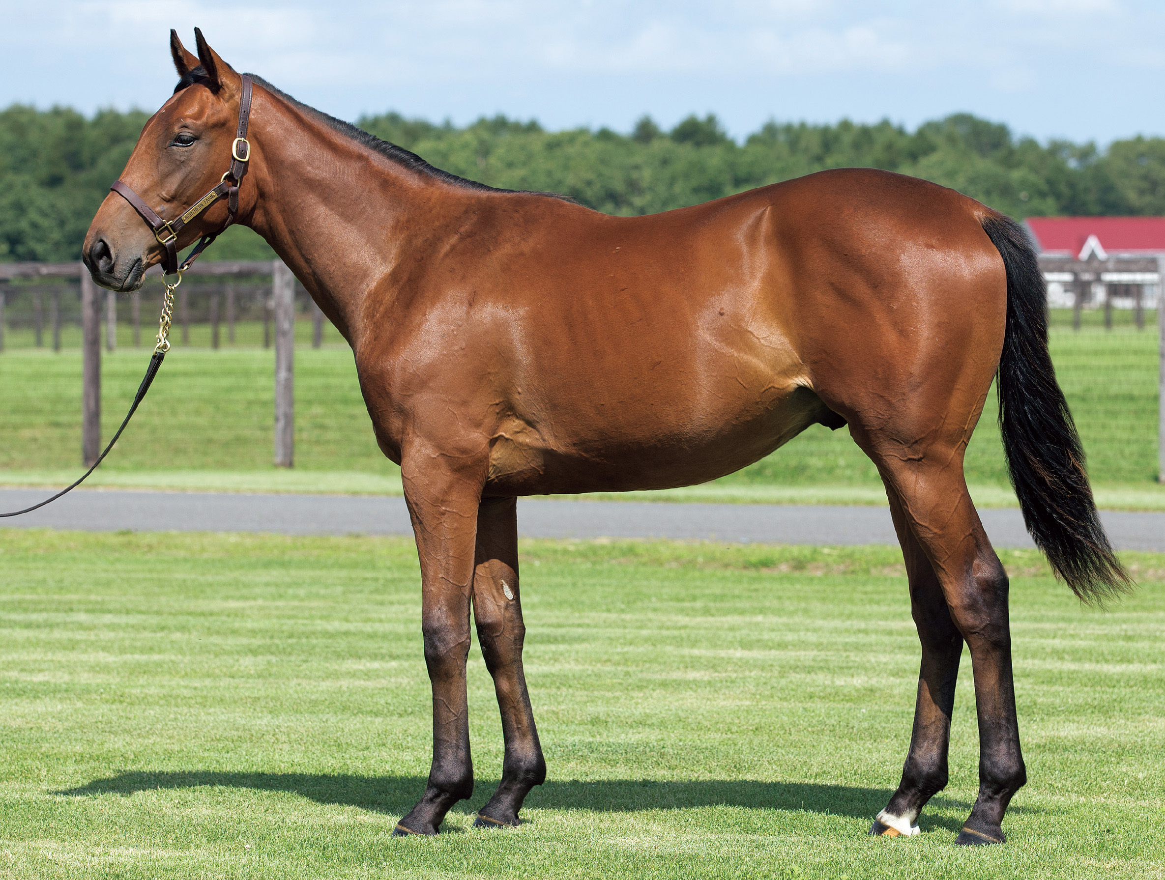 ブラストワンピース｜シルク・ホースクラブ公式｜Silk Horse Club