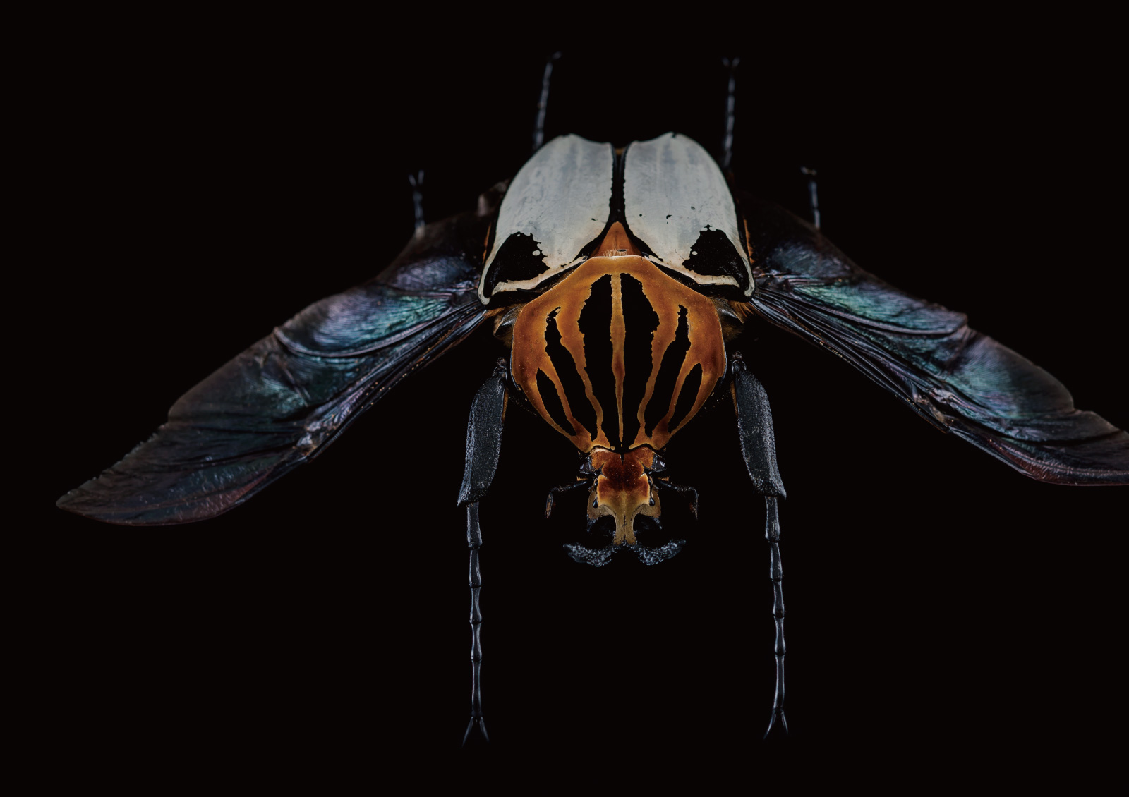 カタモンオオツノハナムグリ標本 極BIG】カタモンゴライアスオオツノ