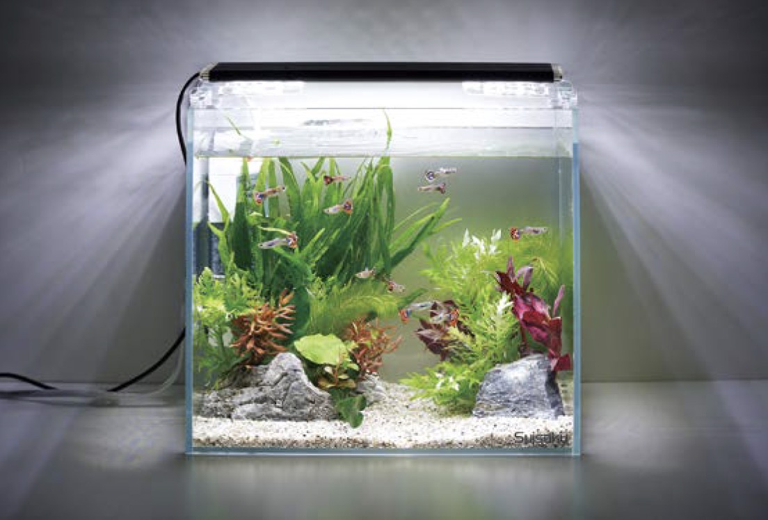 パルダリウム・テラリウム水槽W600×D300×H450 パルダリウム