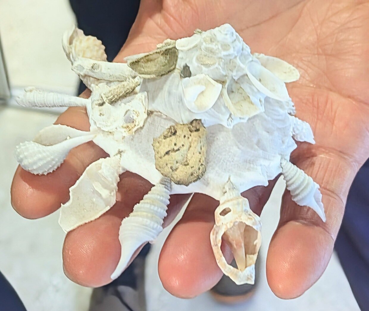 くまさかがい・クマサカガイ・熊坂貝・Xenophora pallidula / ブログ