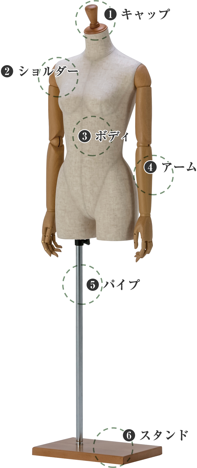 sun エコボディ トルソー マネキン 女性用 ライン入り パーツ説明