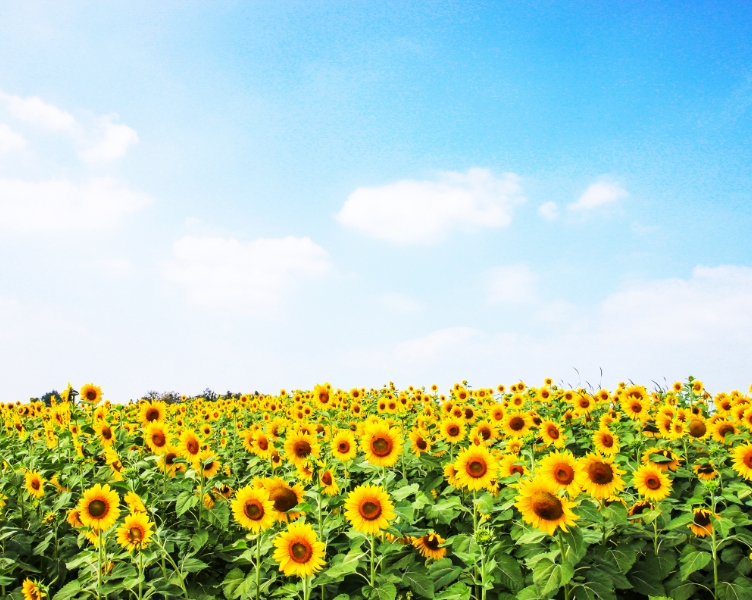 参加する｜日本をひまわりでつなぐ