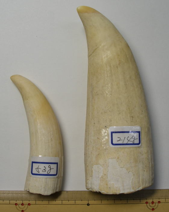 希少 抹香鯨 歯 クジラ 歯 鯨歯買取のご案内 | 古美術ますけん