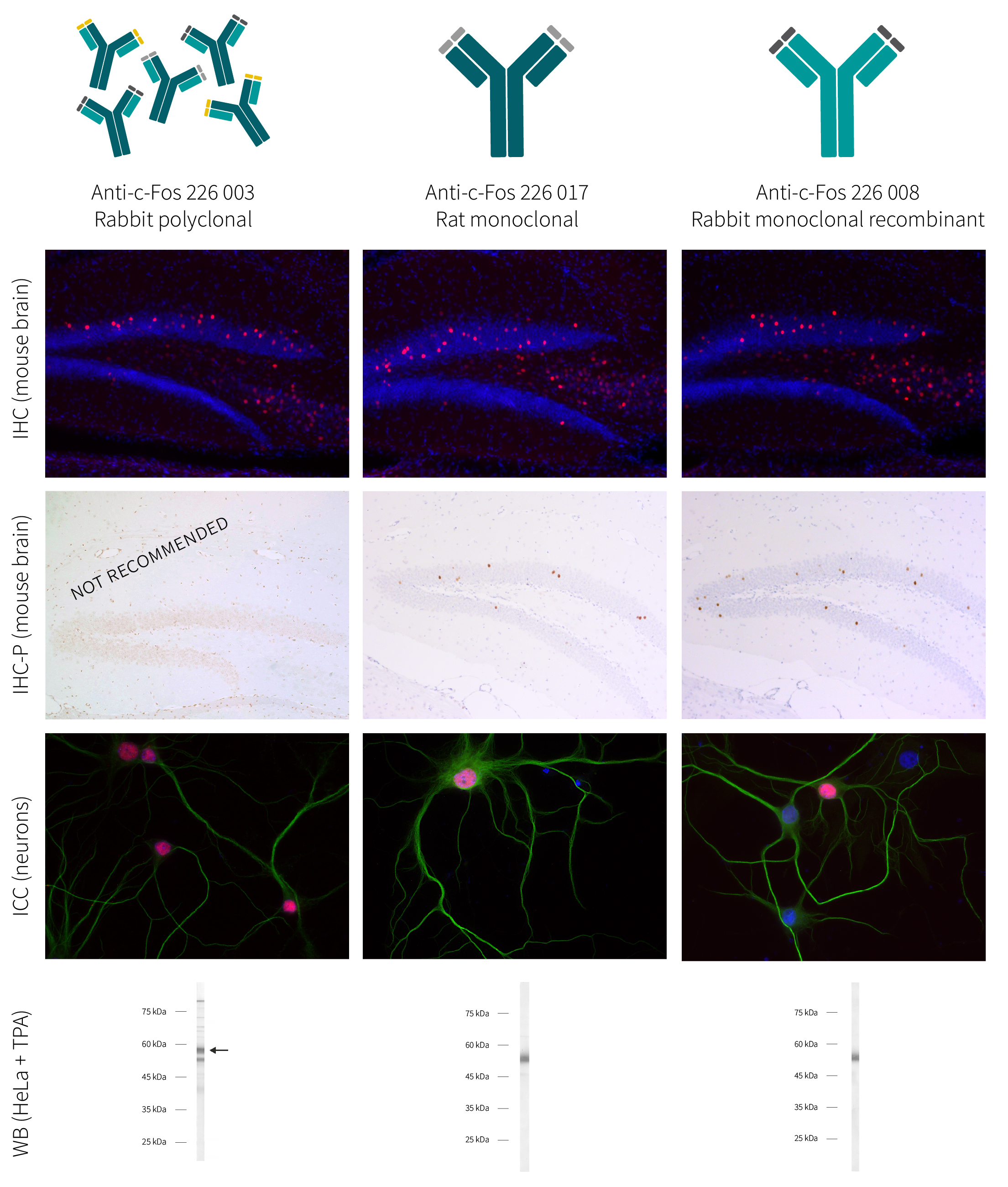 Synaptic Systems - Improve your c-Fos experiment
