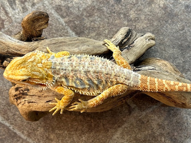 フトアゴヒゲトカゲ ヤング【シトラスイエロー】国内CB - ペット