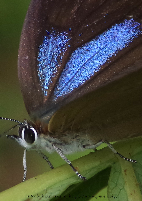 ミドリムシ ミドリムシ ナチュラルリッチ ｜ エポラ（公式）オンラインショップ