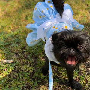 Blue Daisy Harness Dress with Matching Leash – Posh Puppy Boutique