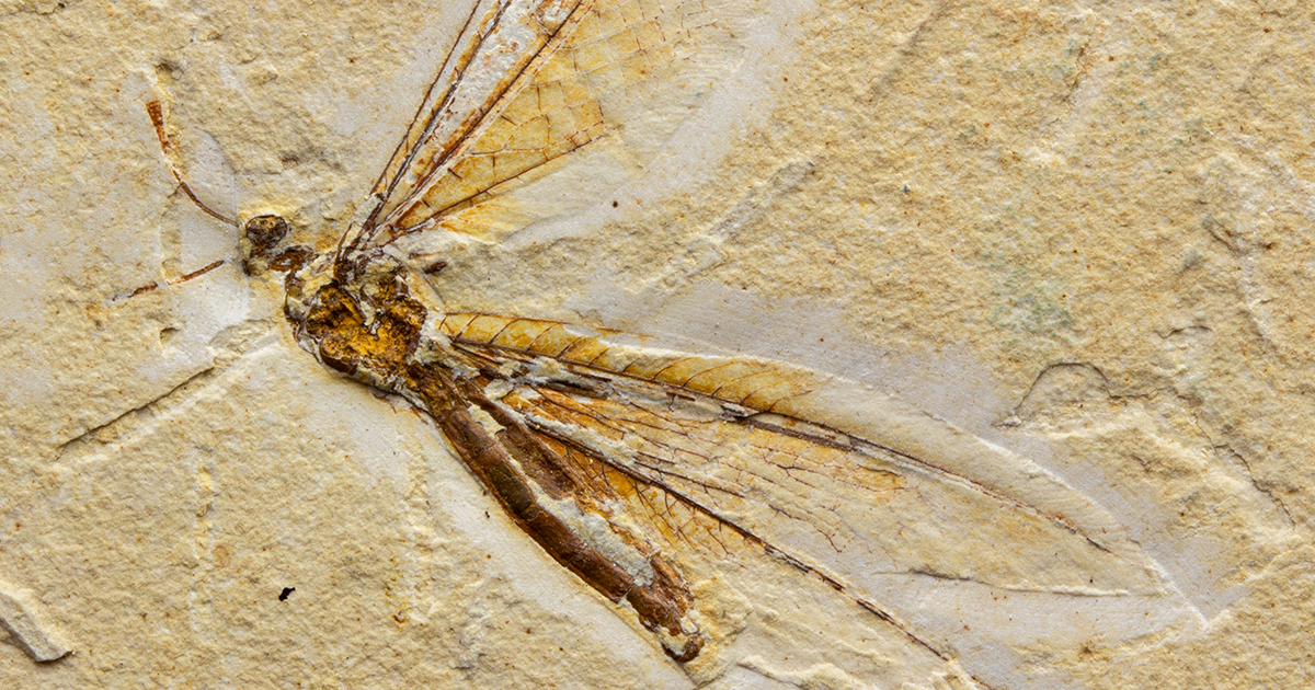 トンボ001｜恐竜・化石グッズの専門店 ふぉっしる