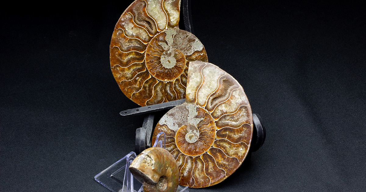 イグアノドンの化石 アンモナイトの化石 恐竜の本 3点セット