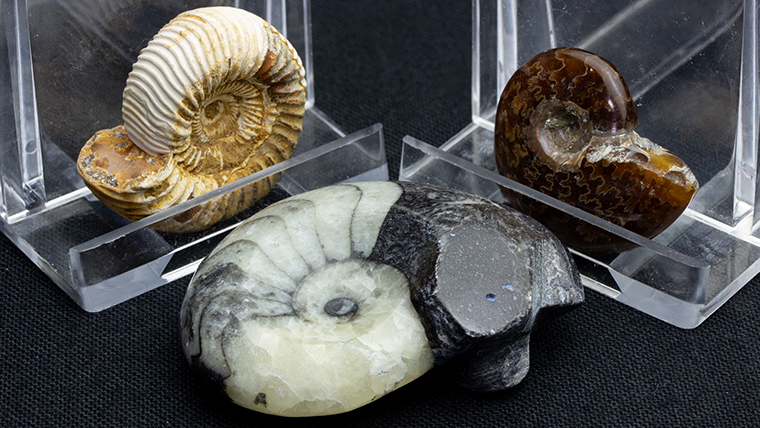 アンモナイト3個セット019｜恐竜・化石グッズの専門店 ふぉっしる