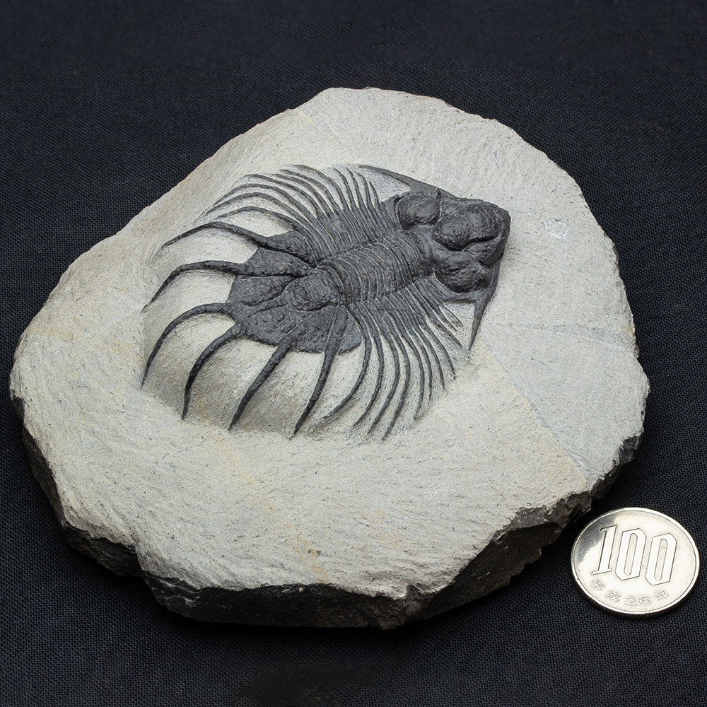 アカンソピゲT14｜恐竜・化石グッズの専門店 ふぉっしる