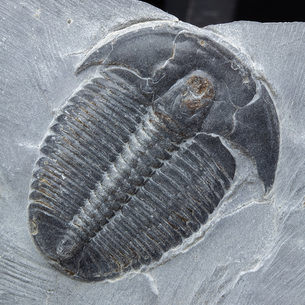 エルラシアT24｜恐竜・化石グッズの専門店 ふぉっしる