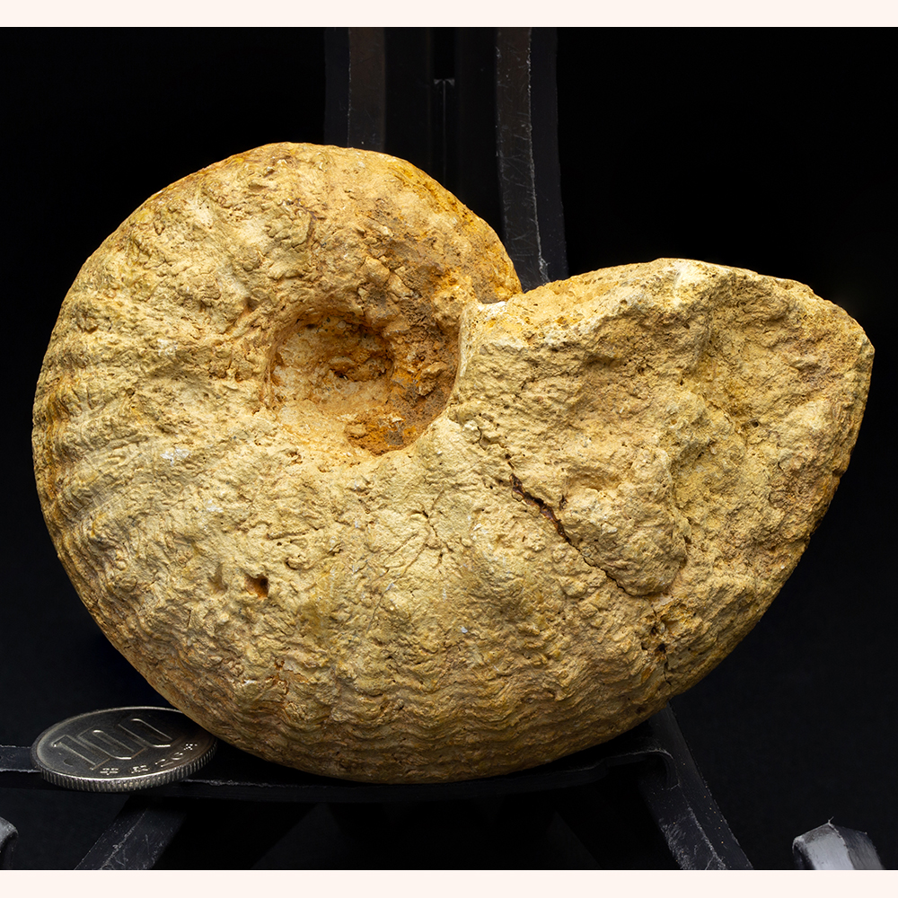 化石 ストーン 海外 標本 アンティーク 人気 まとめ売り 化石 ストーン