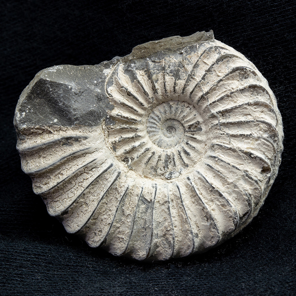 プレウロセラス008｜恐竜・化石グッズの専門店 ふぉっしる